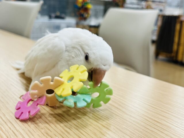 オキナインコ