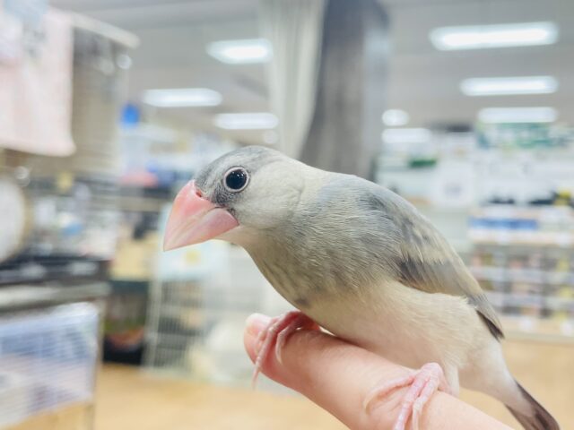 桜文鳥