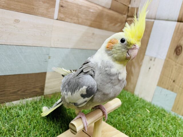 ピョ〜ピョ〜と口笛の真似が上手な子🎶オカメインコのパイド‼️ オカメインコ