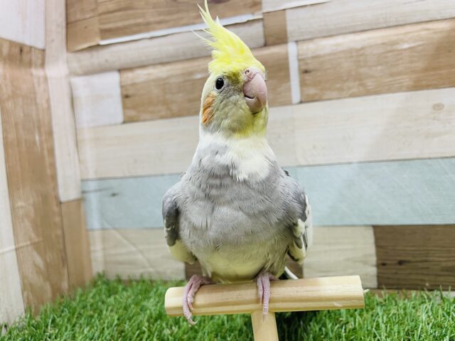 ピョ〜ピョ〜と口笛の真似が上手な子🎶オカメインコのパイド‼️ オカメインコ
