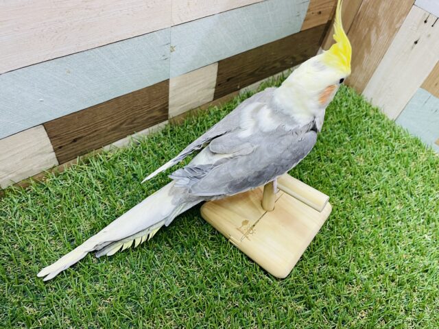 ピョ〜ピョ〜と口笛の真似が上手な子🎶オカメインコのパイド‼️ オカメインコ