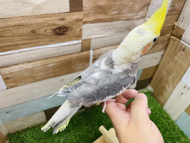 ピョ〜ピョ〜と口笛の真似が上手な子🎶オカメインコのパイド‼️ オカメインコ