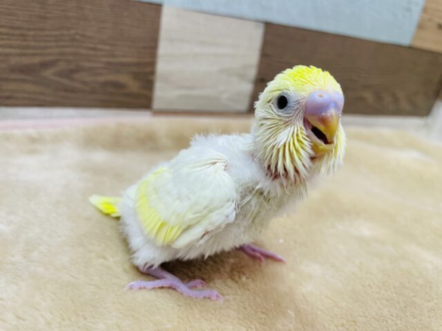 セキセイインコ