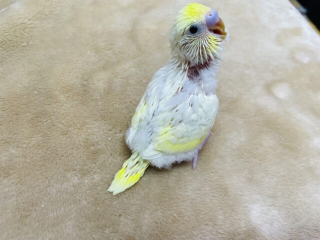 セキセイインコ