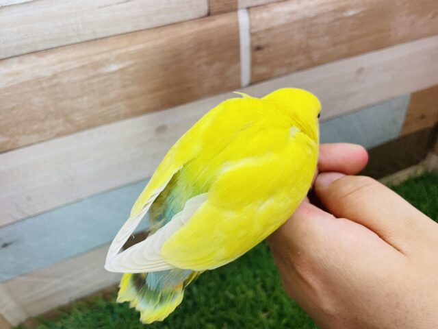 コザクラインコ（小桜インコ）