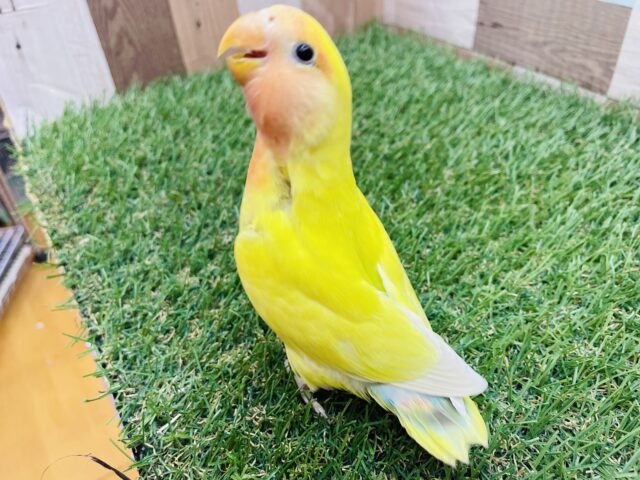 コザクラインコ（小桜インコ）