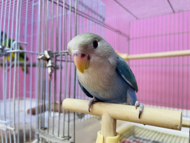 コザクラインコ（小桜インコ）