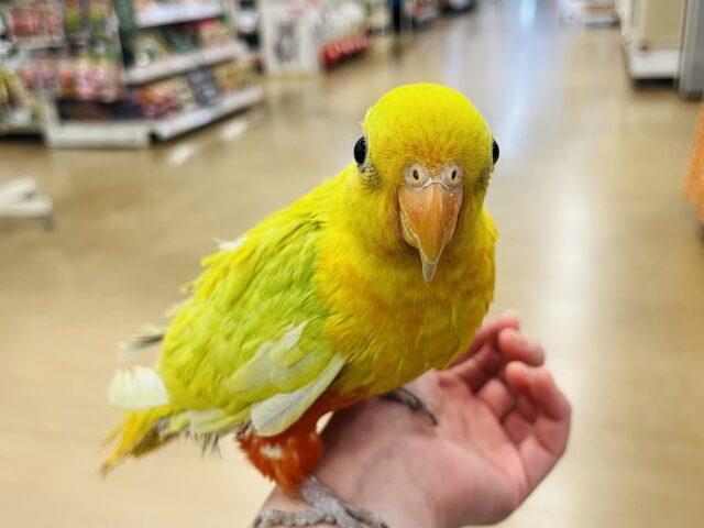 キンショウジョウインコ（キングパロット）