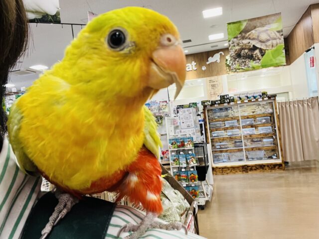 キンショウジョウインコ（キングパロット）