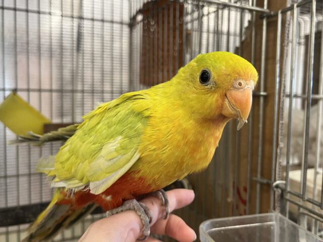 キンショウジョウインコ（キングパロット）