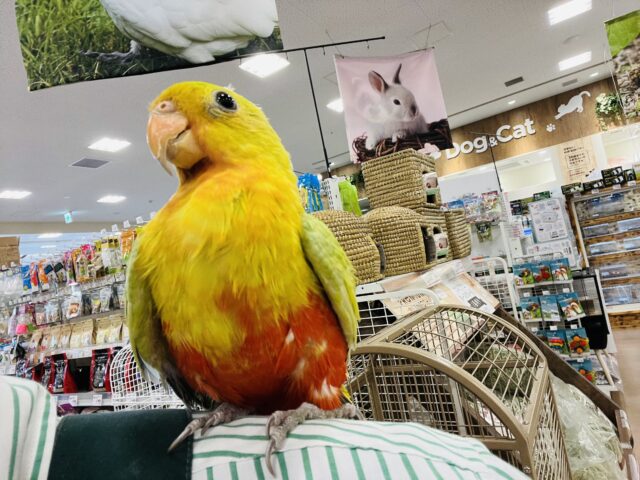 キンショウジョウインコ（キングパロット）