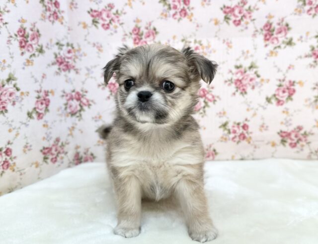 チワマル（マルチワ）