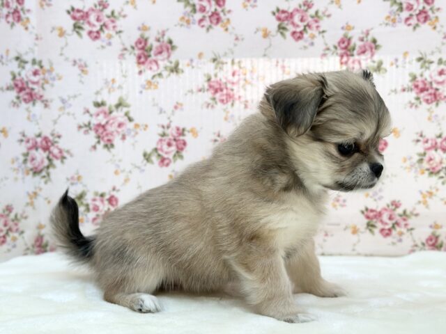 チワマル（マルチワ）