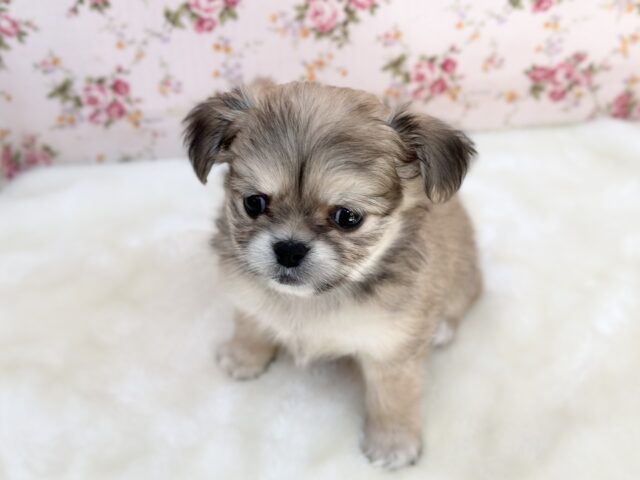 チワマル（マルチワ）