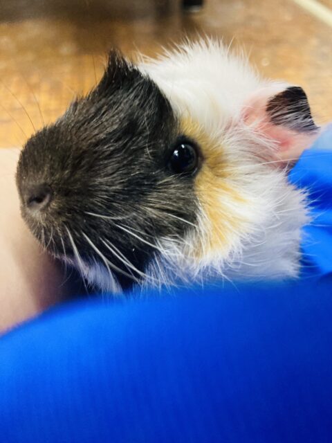 アビシニアンモルモット