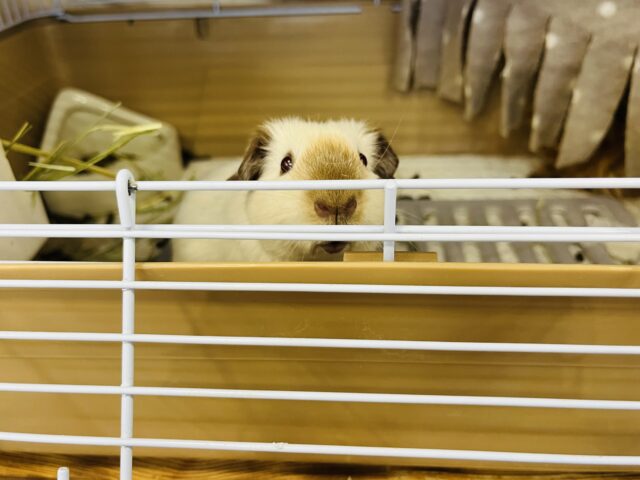 ロシアンスモークモルモット