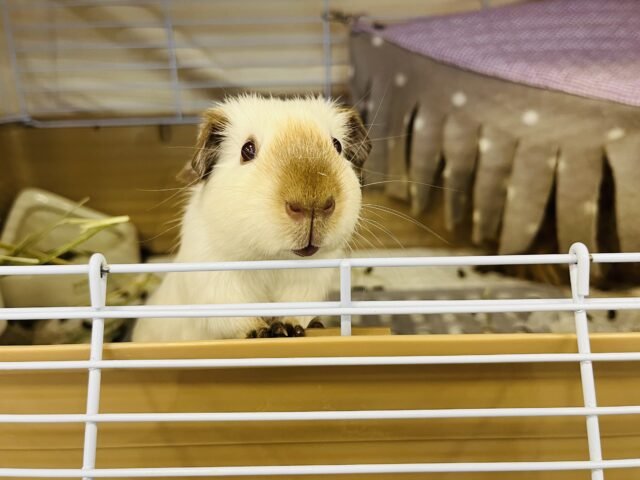 ロシアンスモークモルモット