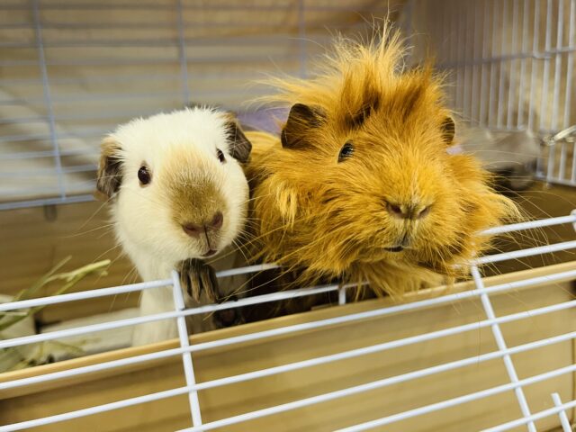 ロシアンスモークモルモット