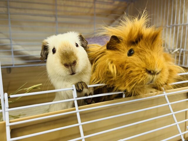 ロシアンスモークモルモット