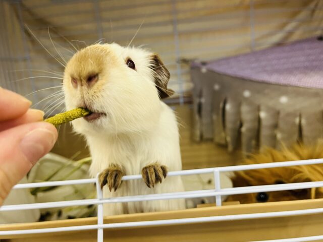 ロシアンスモークモルモット