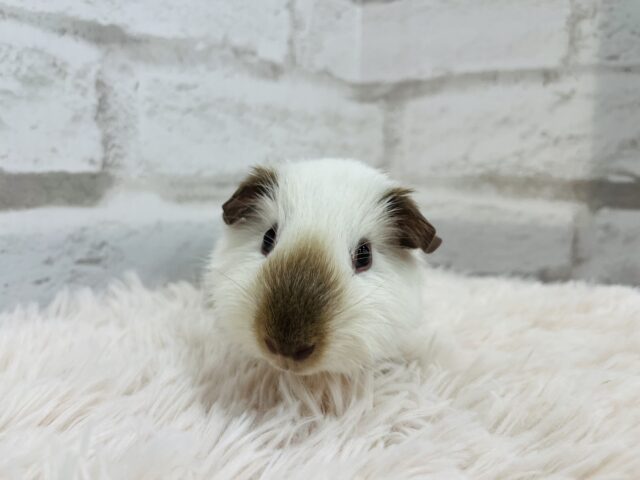 ロシアンスモークモルモット