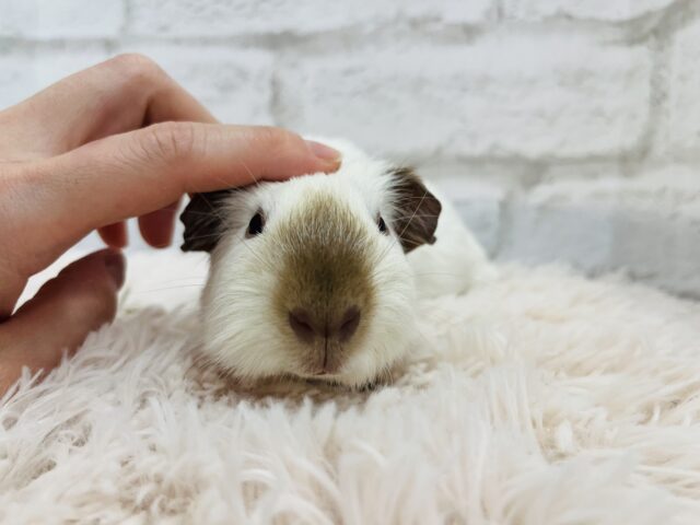 ロシアンスモークモルモット