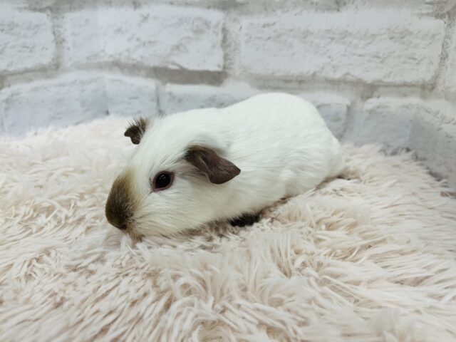 ロシアンスモークモルモット