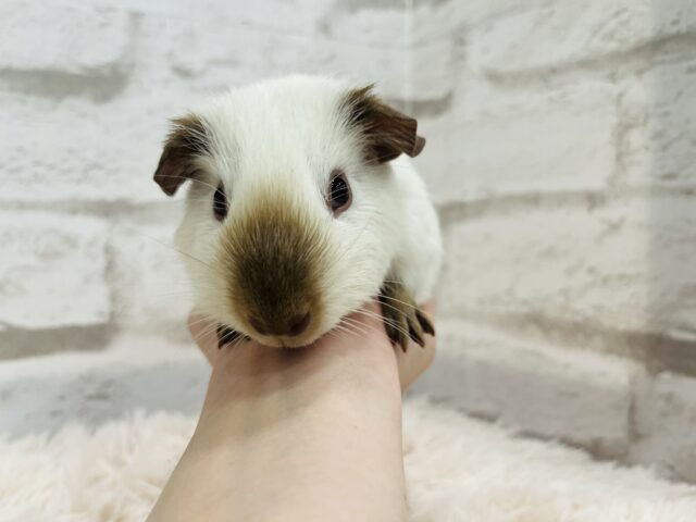 ロシアンスモークモルモット