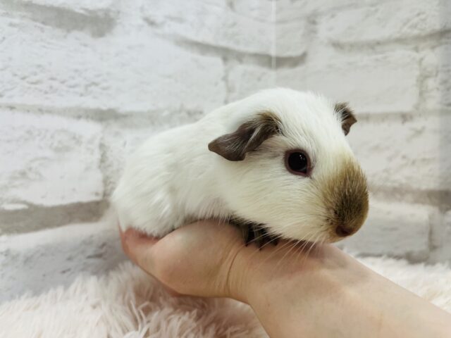 ロシアンスモークモルモット