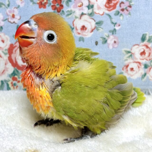 ヤマブキボタンインコ
