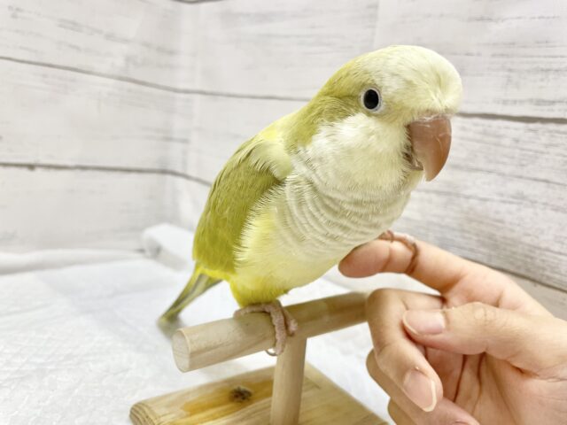 オキナインコ
