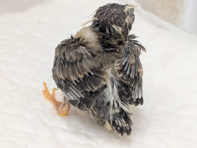 錦花鳥（キンカチョウ）