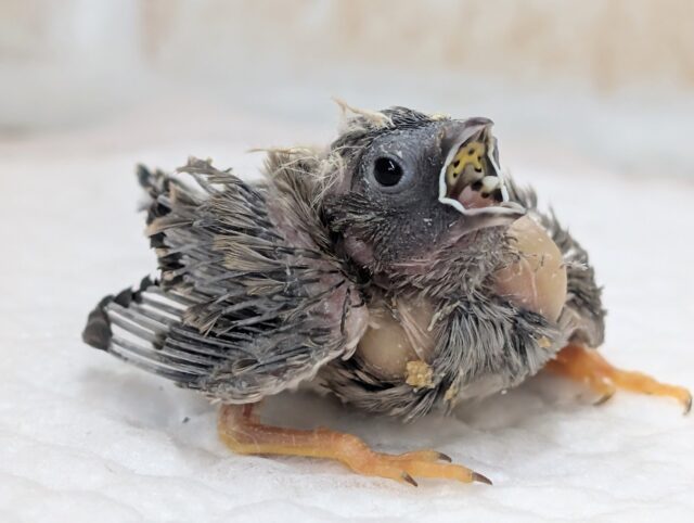 錦花鳥（キンカチョウ）