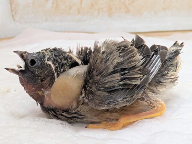 錦花鳥（キンカチョウ）