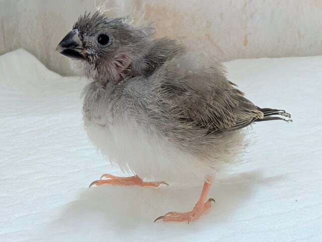 錦花鳥（キンカチョウ）