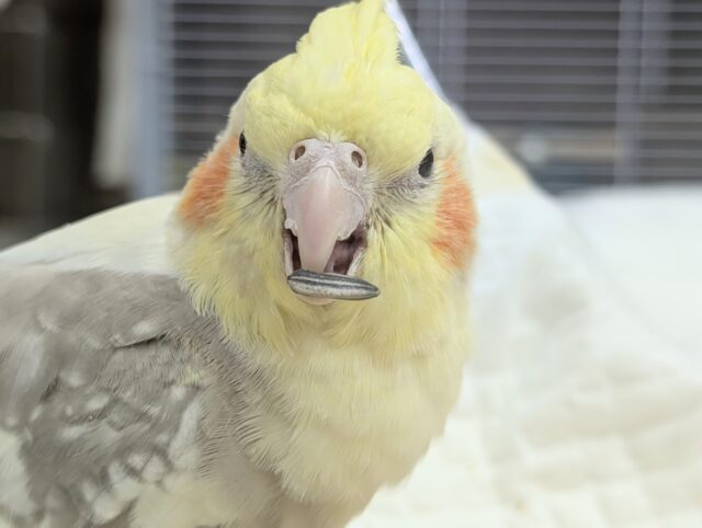オカメインコ