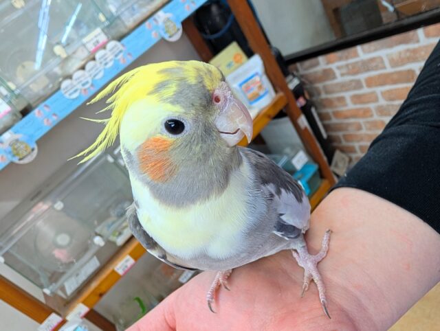 オカメインコ