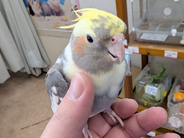 オカメインコ