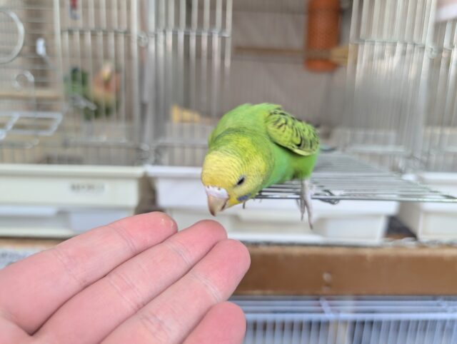 セキセイインコ