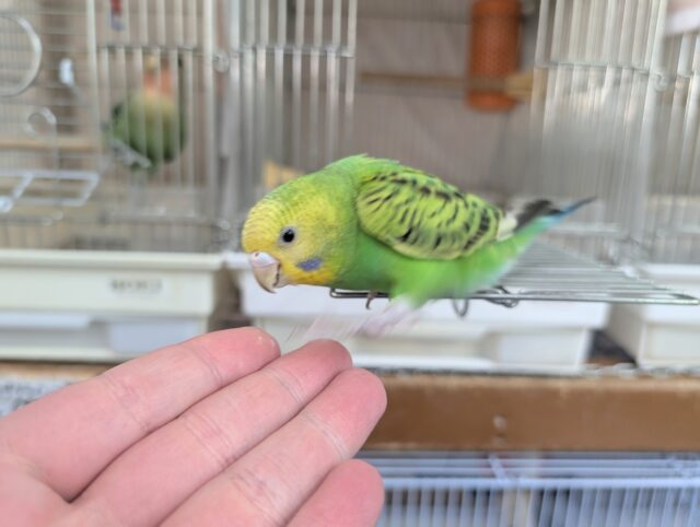 セキセイインコ
