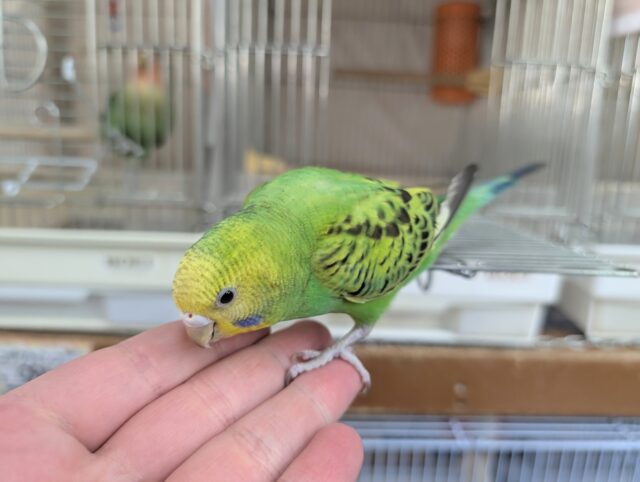 セキセイインコ