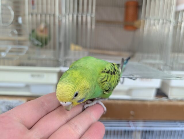 セキセイインコ