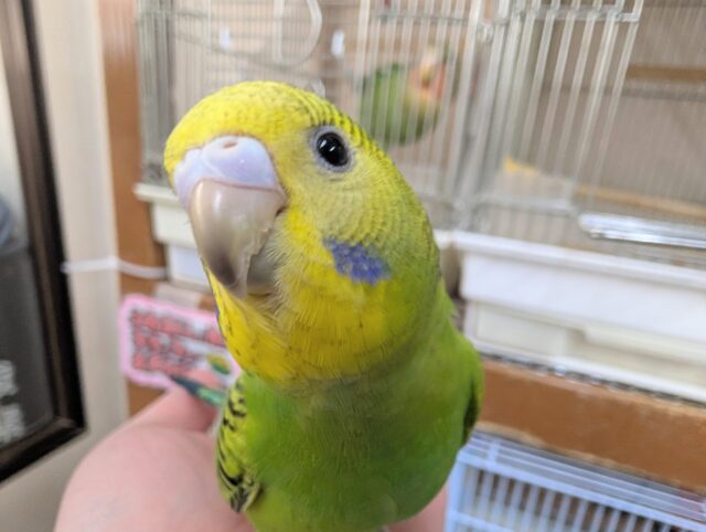 セキセイインコ