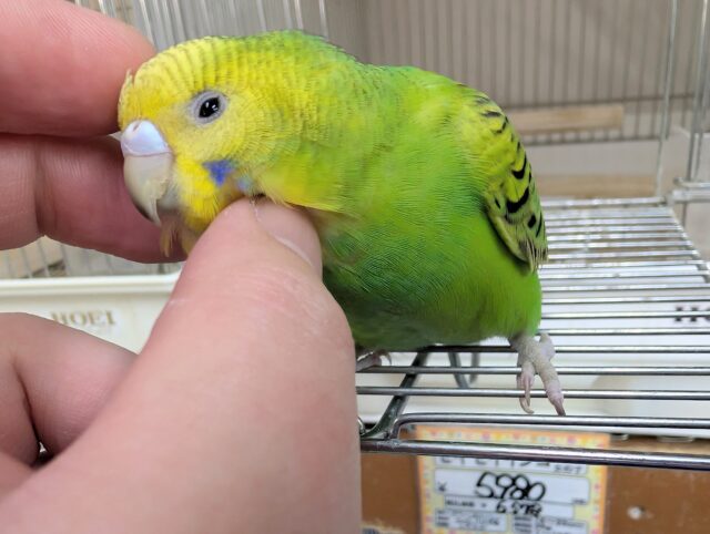 セキセイインコ