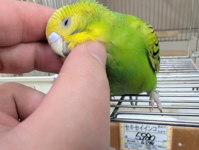 セキセイインコ