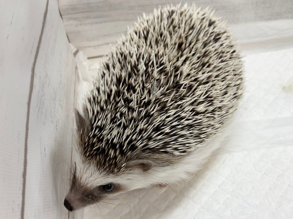 ハリネズミ（ヨツユビハリネズミ）