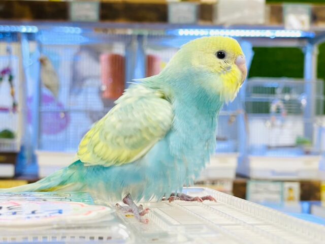 セキセイインコ