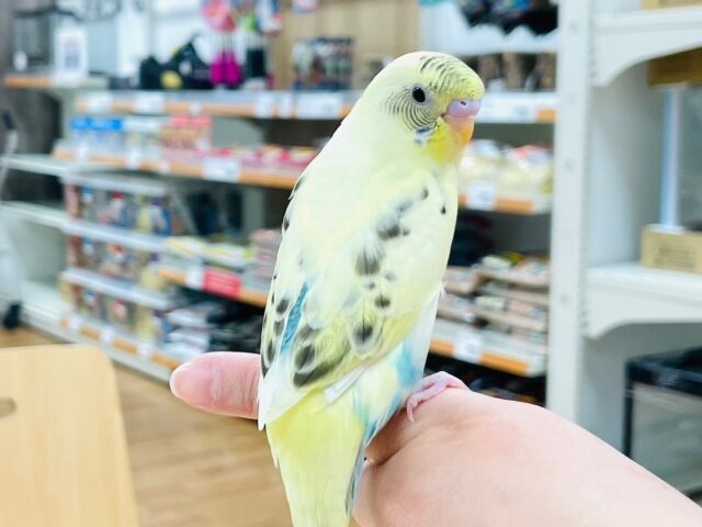 セキセイインコ