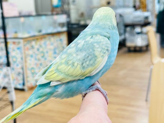 セキセイインコ