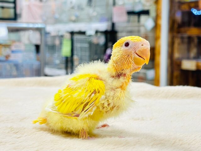 コザクラインコ（小桜インコ）